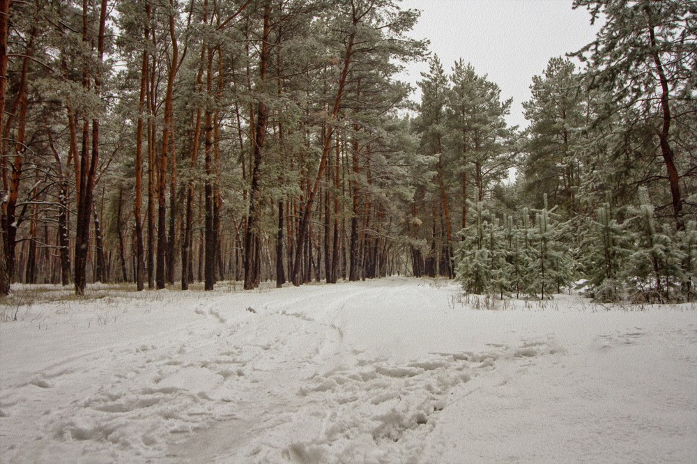 Фотографія Зимний лес! / Загороднюк Юрий / photographers.ua