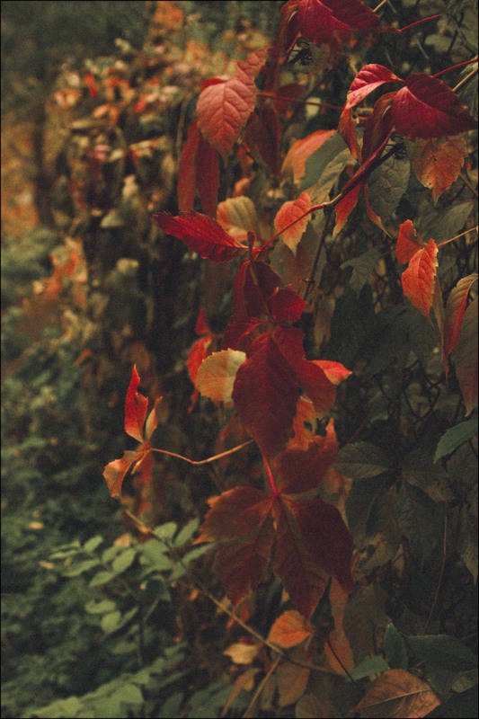 Фотографія Дикий танец алой листвы… / Загороднюк Юрий / photographers.ua