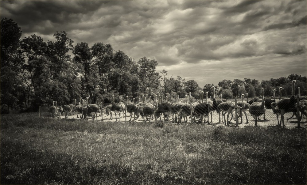 Фотографія Страусиная ферма... / Загороднюк Юрий / photographers.ua