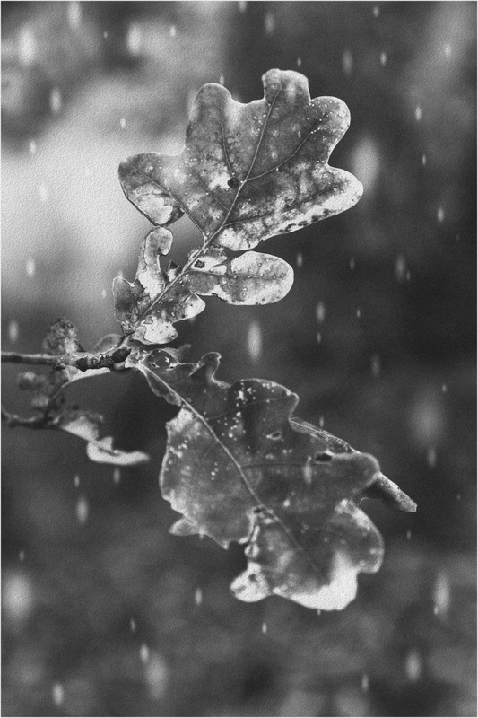 Фотографія Первый снег упал на листья! / Загороднюк Юрий / photographers.ua