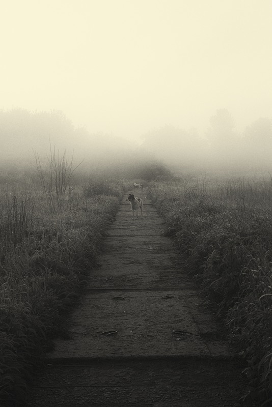 Фотографія Растворяясь в майском тумане... / Загороднюк Юрий / photographers.ua