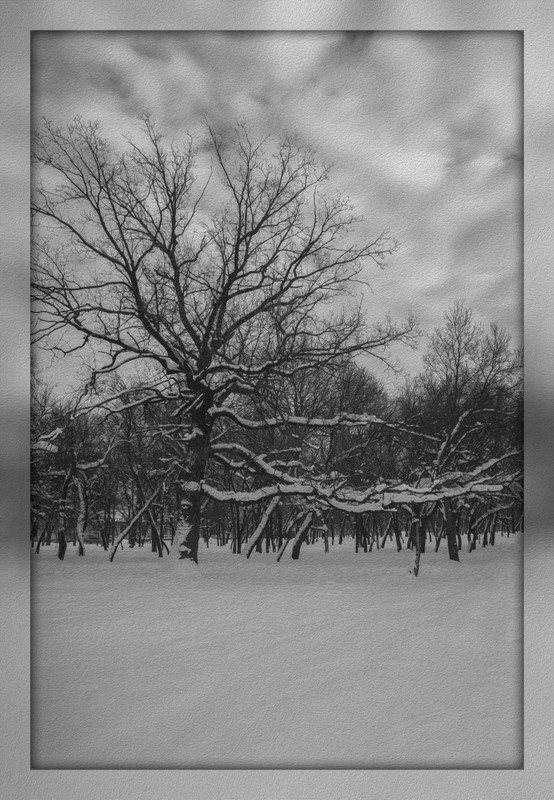 Фотографія В Парке зимой:) / Загороднюк Юрий / photographers.ua