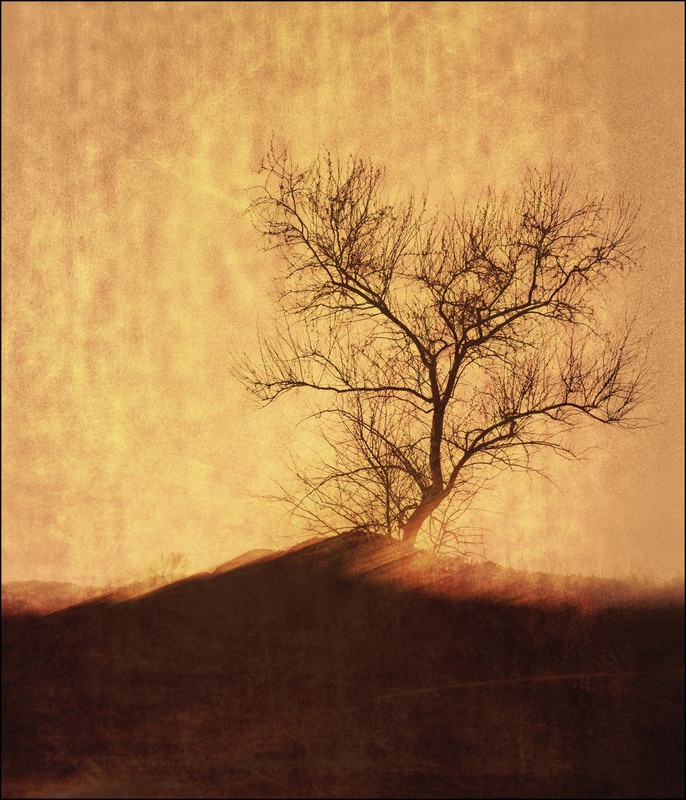Фотографія Одинокое дерево... / Загороднюк Юрий / photographers.ua