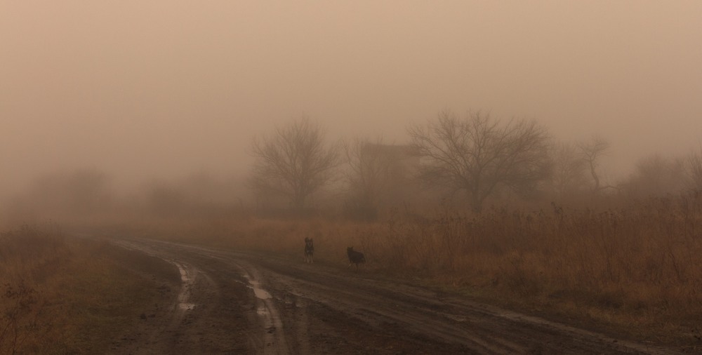 Фотографія Посланники тумана... / Загороднюк Юрий / photographers.ua