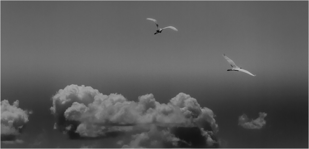 Фотографія В высоком небе летают птицы! / Загороднюк Юрий / photographers.ua