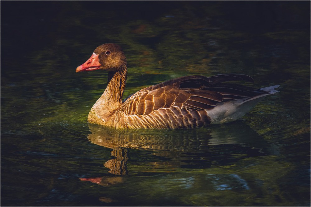 Фотографія От чего и почему, утка плавает в пруду? / Загороднюк Юрий / photographers.ua