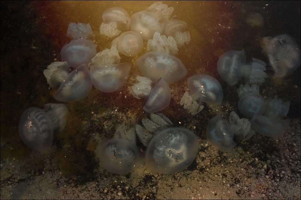 Фотографія Мы веселые медузы... / Загороднюк Юрий / photographers.ua