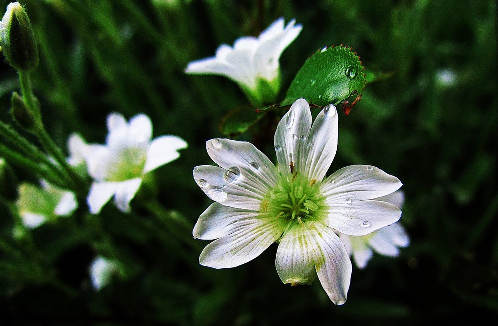Фотографія Макро / Sergey Zhigalko / photographers.ua