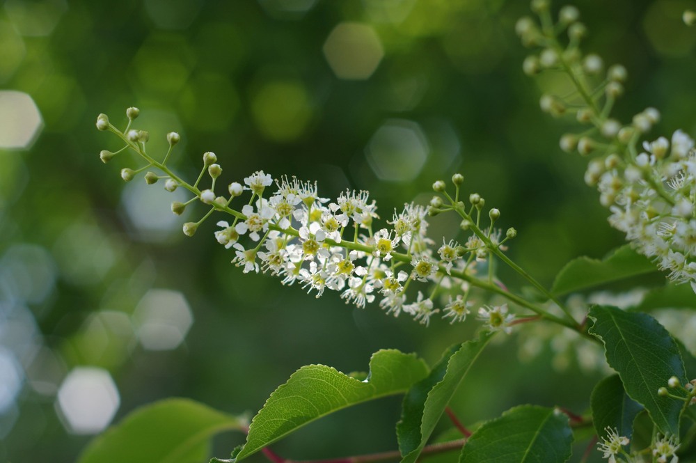 Фотографія Черемуха / Олег Печенежский / photographers.ua