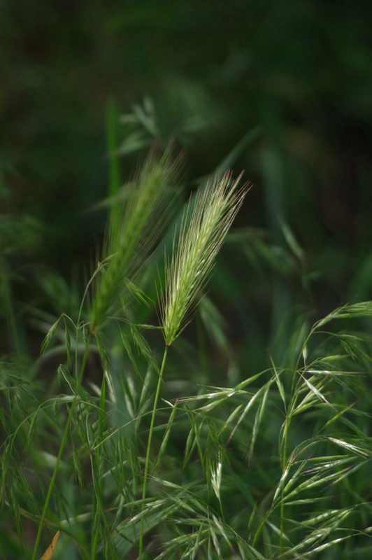 Фотографія Разное / Олег Печенежский / photographers.ua