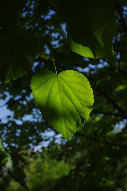 Фотографія Разное / Олег Печенежский / photographers.ua