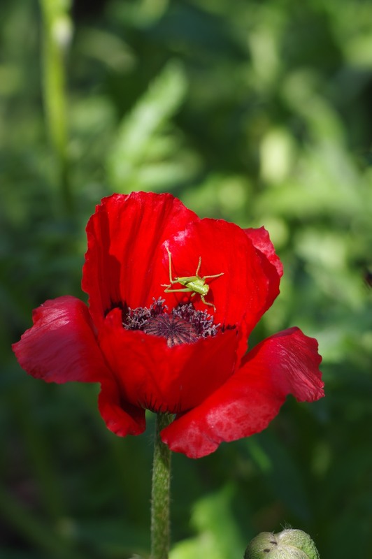 Фотографія Разное / Олег Печенежский / photographers.ua