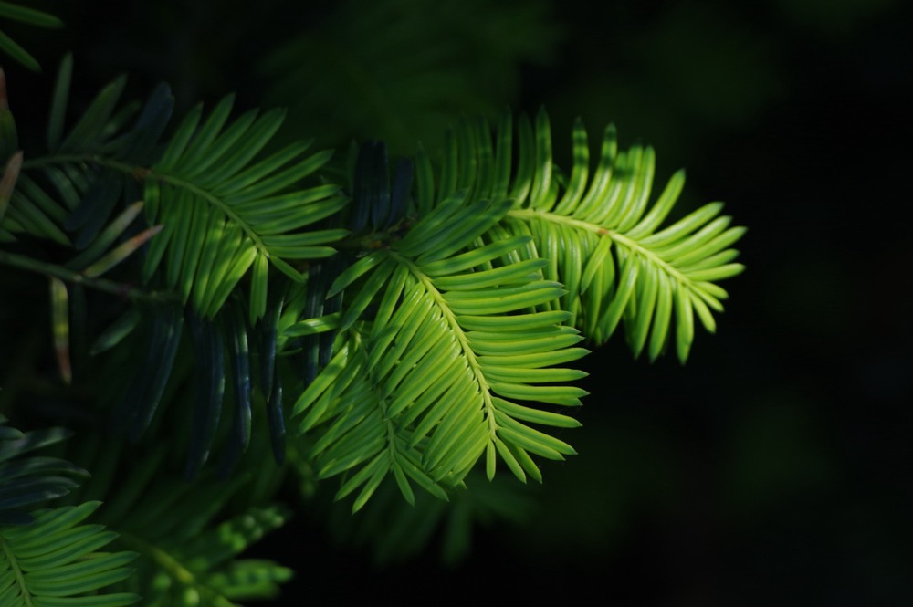 Фотографія Разное / Олег Печенежский / photographers.ua