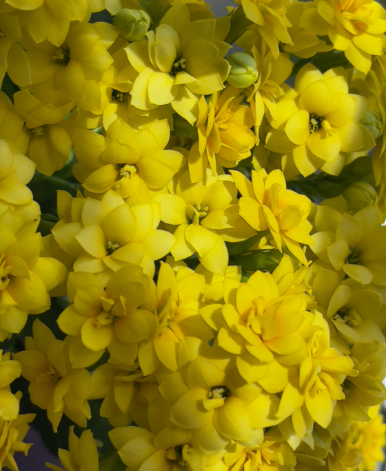 Фотографія Золотистый цветок каланхоэ Свет умеет у тьмы отбирать... / Олег Печенежский / photographers.ua