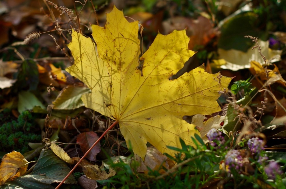 Фотографія Листья золотые, падают, летят, Листья золотые устилают сад... / Олег Печенежский / photographers.ua