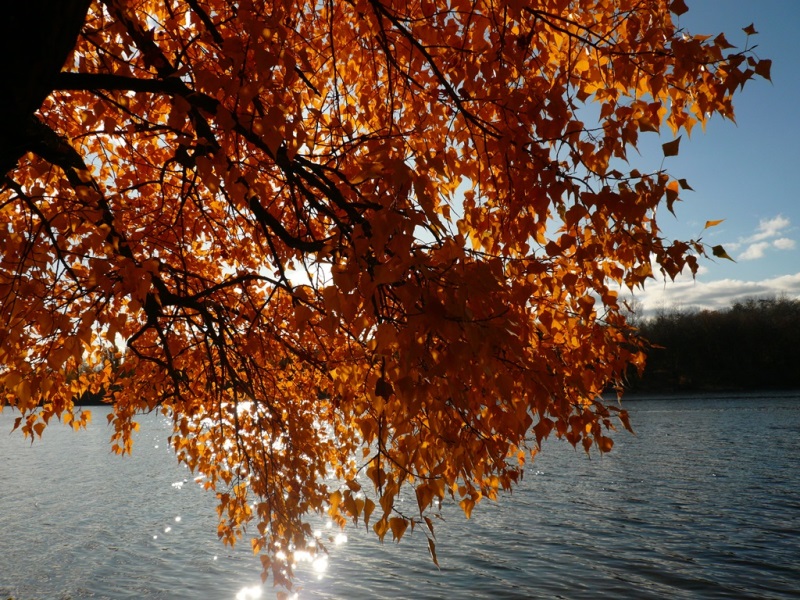 Фотографія Очаровательная осень в золотистом... / Олег Печенежский / photographers.ua