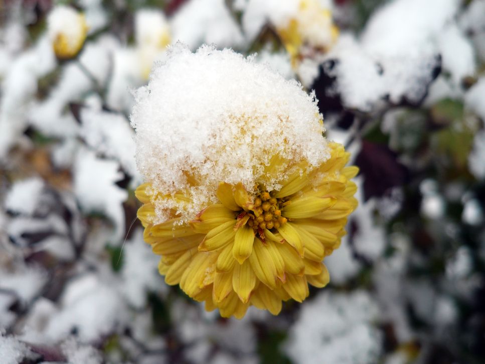 Фотографія Замерзает от одиночества, угасает цветок ноября... / Олег Печенежский / photographers.ua