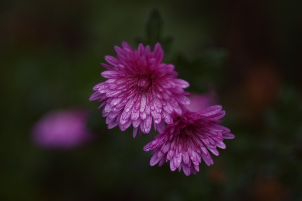 Фотографія ... / Олег Печенежский / photographers.ua