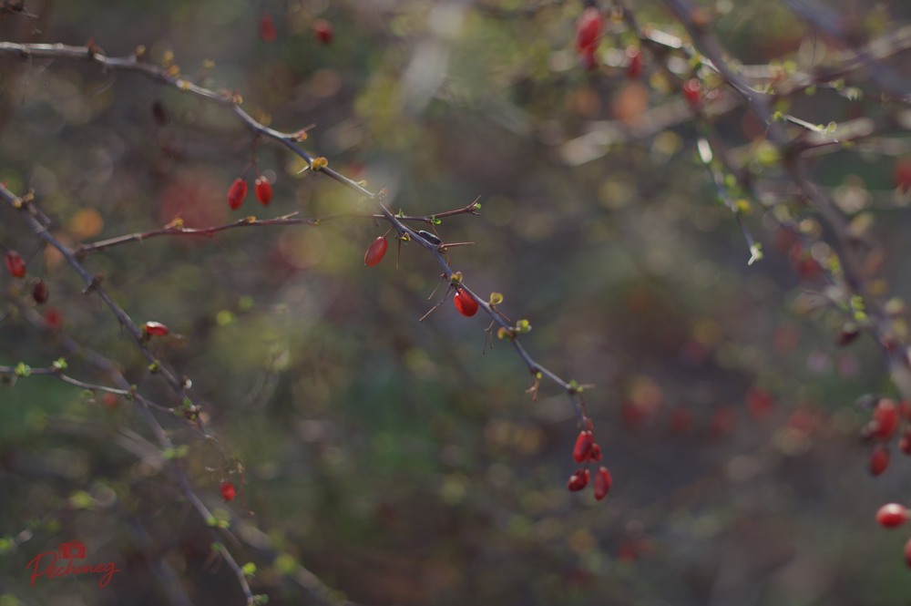 Фотографія Куст барбариса под моим окном Алыми плодами он горит огнем… / Олег Печенежский / photographers.ua