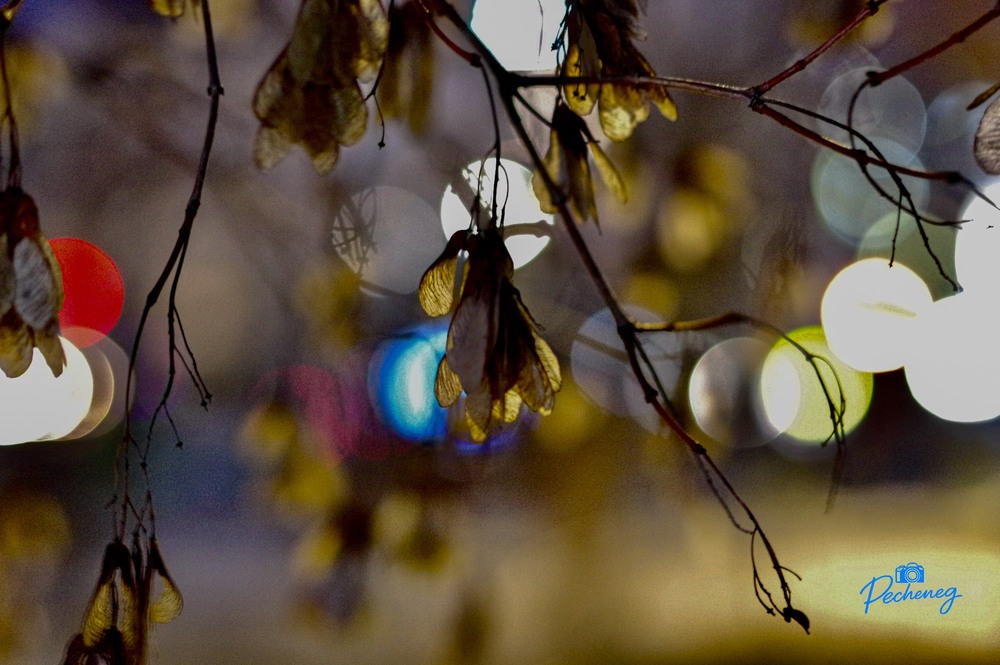 Фотографія Клён в свете ночных фонарей... / Олег Печенежский / photographers.ua