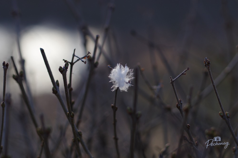 Фотографія Легкое перышко нес ветерок То ли на запад, а то ль на восток, То ли на север, а то ли на юг... / Олег Печенежский / photographers.ua