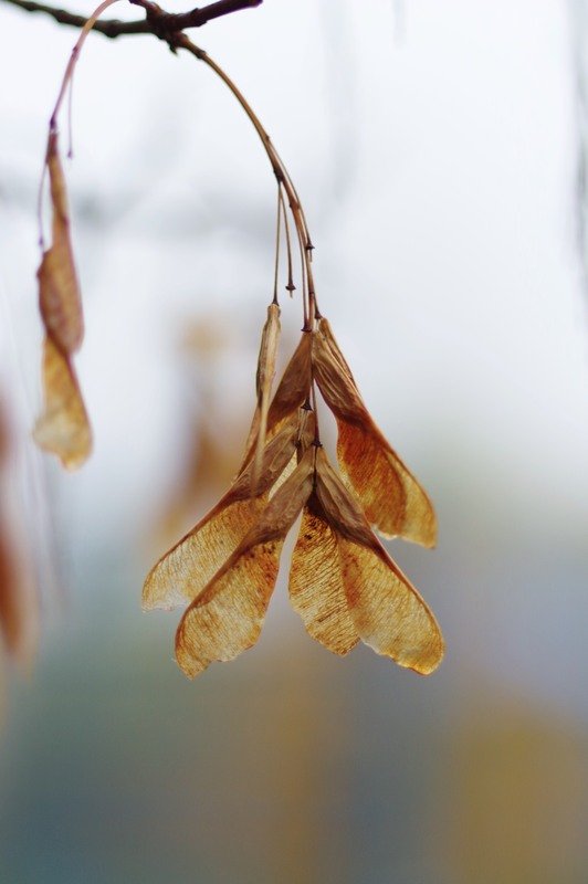 Фотографія ... / Олег Печенежский / photographers.ua