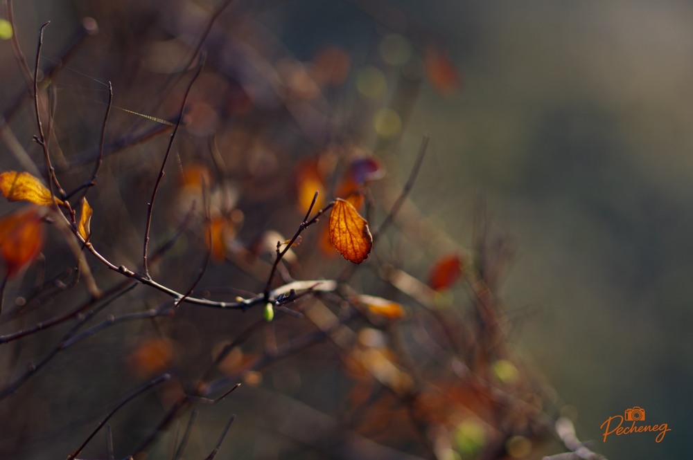 Фотографія Золотой запас... / Олег Печенежский / photographers.ua