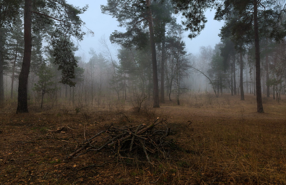 Фотографія Холодно и сыро в туманном лесу / Галанзовская Оксана / photographers.ua