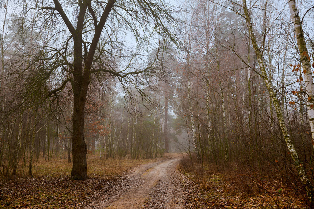 Фотографія Грустят деревья в декабре, украдкой стряхивая слёзы / Галанзовская Оксана / photographers.ua