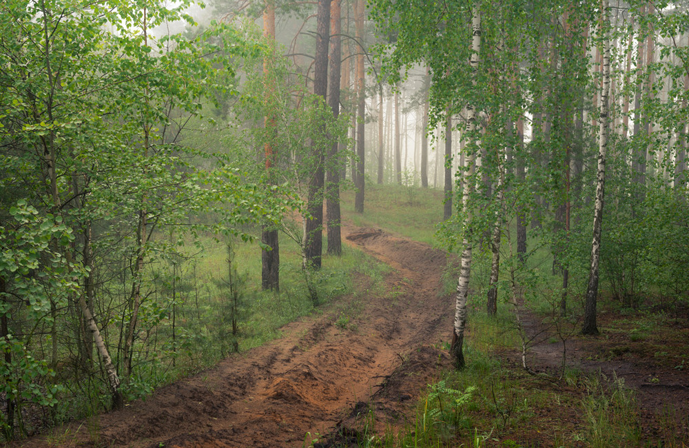 Фотографія Грибной туман окутал томный лес / Галанзовская Оксана / photographers.ua