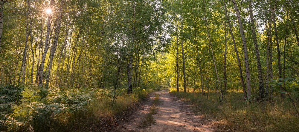 Фотографія Солнечное утро в лесу / Галанзовская Оксана / photographers.ua