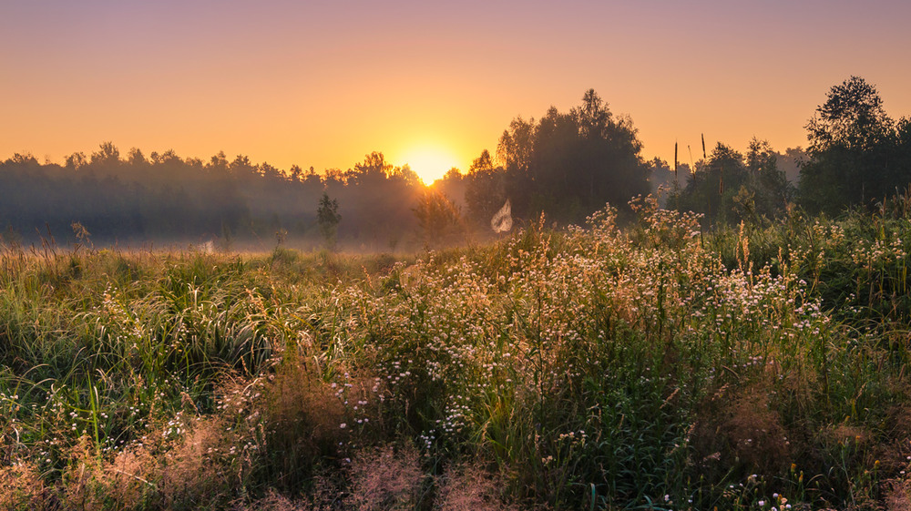 Фотографія Шепчут травы на рассвете / Галанзовская Оксана / photographers.ua