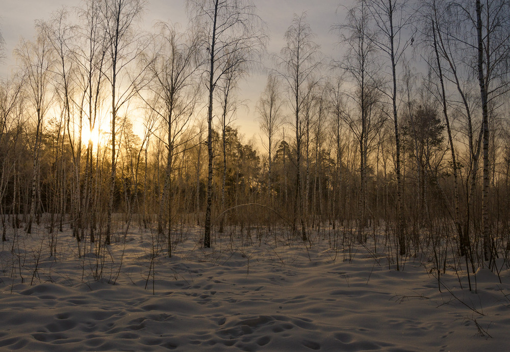 Фотографія Ещё заря из тьмы глядела в зимы уснувшие пределы / Галанзовская Оксана / photographers.ua