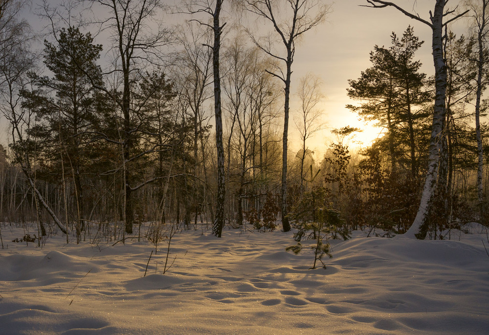 Фотографія И зайцы греться побегут в его лучах / Галанзовская Оксана / photographers.ua