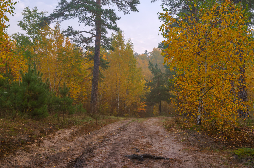 Фотографія Тишина и покой воцарились в лесу / Галанзовская Оксана / photographers.ua