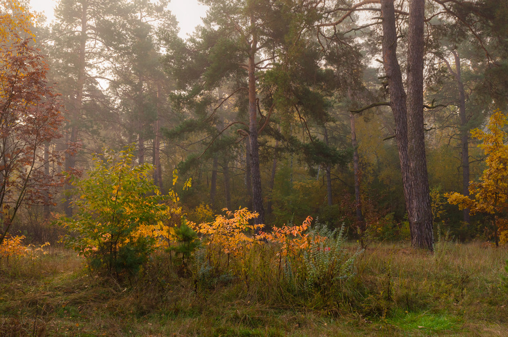 Фотографія А лес был всё гуще, а лес был всё краше / Галанзовская Оксана / photographers.ua