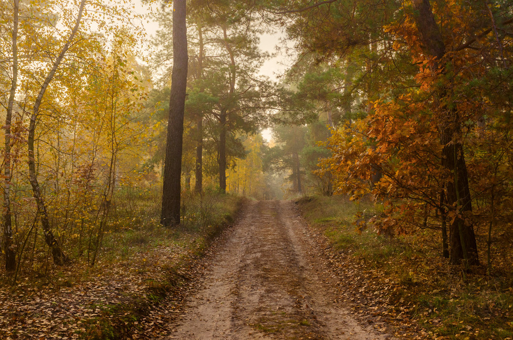 Фотографія Тихой поступью лесом утренним бродит красавица-осень / Галанзовская Оксана / photographers.ua