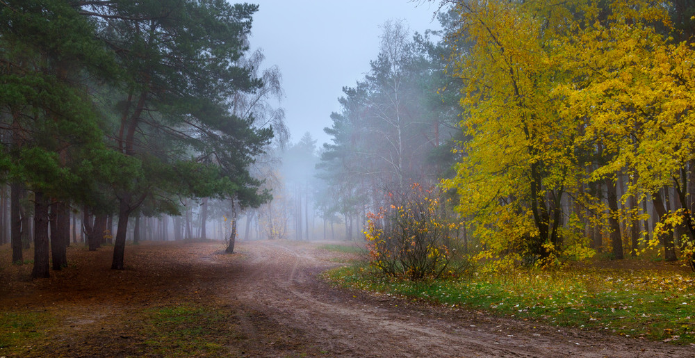 Фотографія Туманна осень ознобом за ворот вползает ко мне / Галанзовская Оксана / photographers.ua