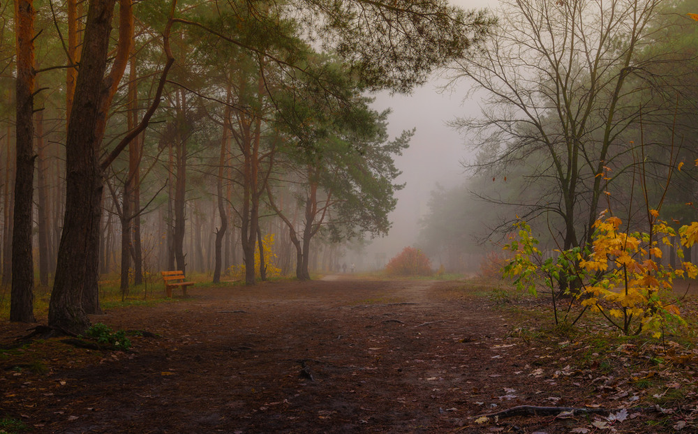 Фотографія Куда уводят нас осенние туманы? / Галанзовская Оксана / photographers.ua