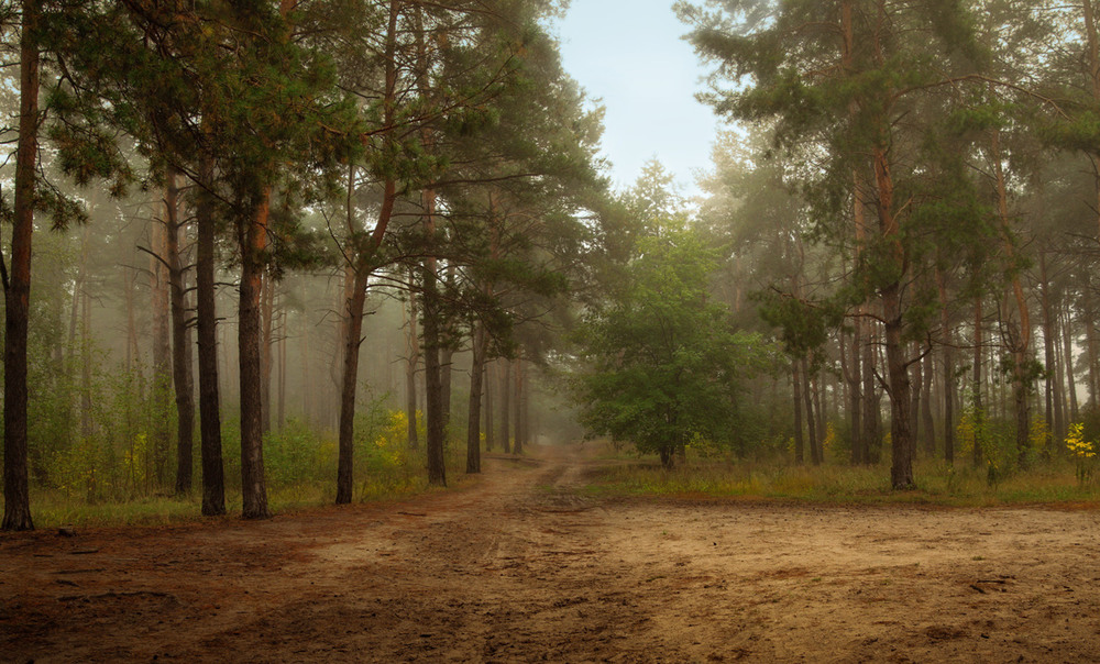Фотографія В белесые сети тумана попался сентябрьский лес / Галанзовская Оксана / photographers.ua