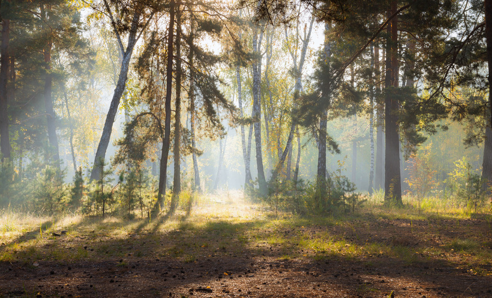Фотографія Обласкан солнцем, лес проснулся / Галанзовская Оксана / photographers.ua