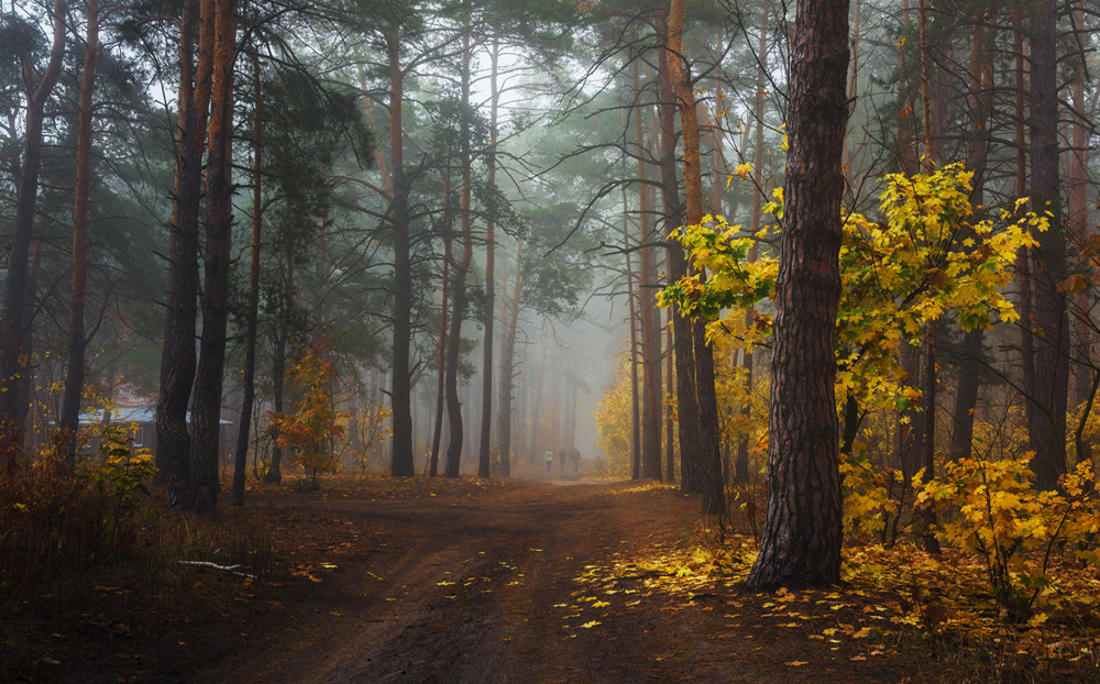 Фотографія Нас манит лес туманом и грибами / Галанзовская Оксана / photographers.ua