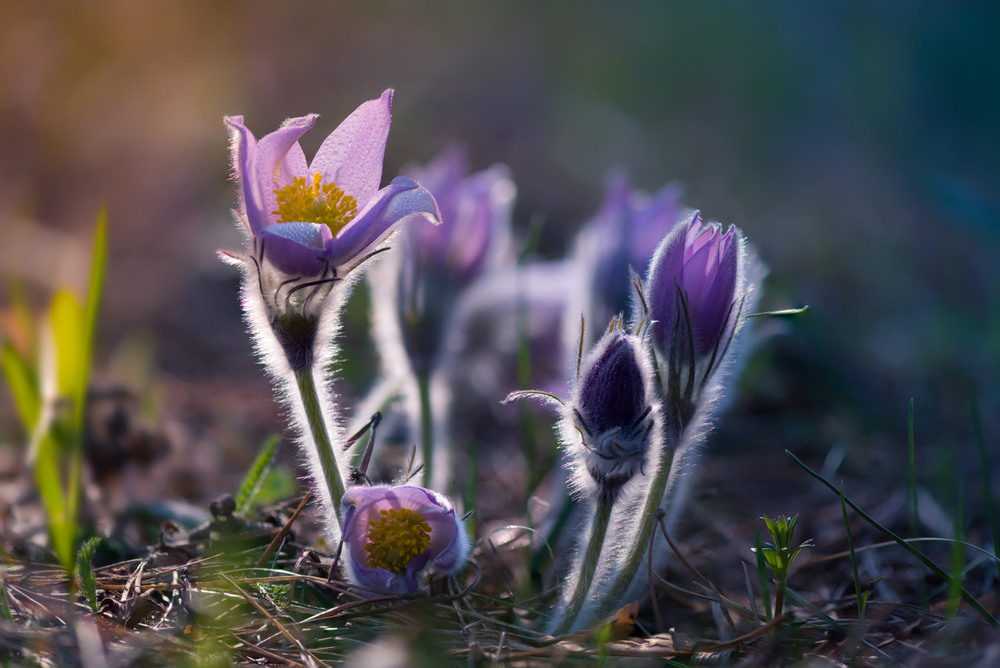 Фотографія Волшебница-весна / Галанзовская Оксана / photographers.ua