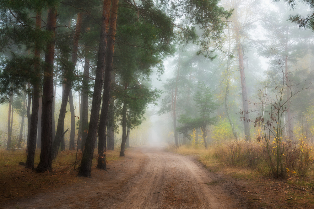 Фотографія Окутан лес тумано октября / Галанзовская Оксана / photographers.ua