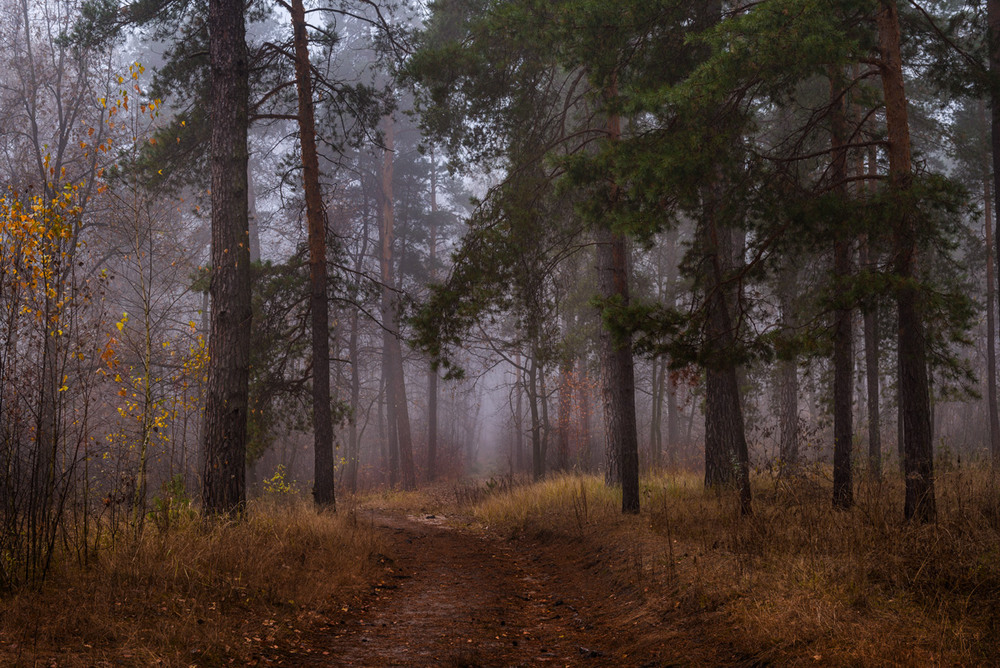 Фотографія Я помню влажный лес, волшебные дороги (В. Набоков) / Галанзовская Оксана / photographers.ua