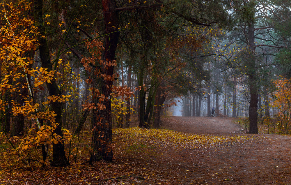 Фотографія Осенние тропы. Ноябрь / Галанзовская Оксана / photographers.ua
