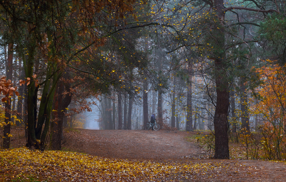 Фотографія Осенние тропы. Ноябрь / Галанзовская Оксана / photographers.ua