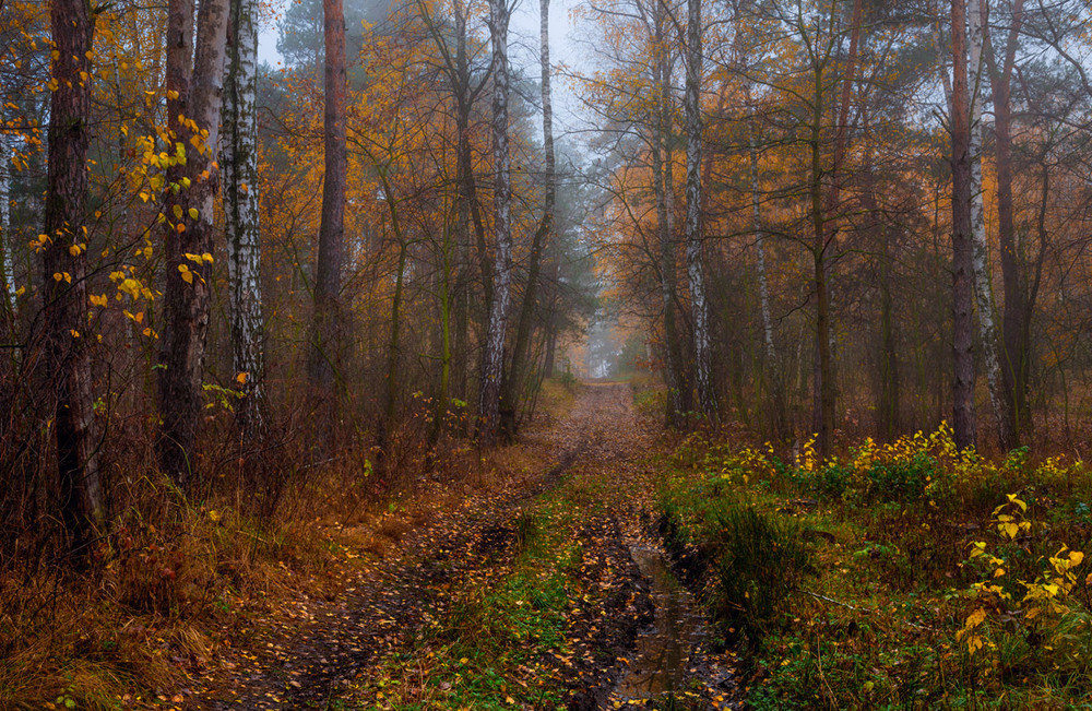 Фотографія Туманны дали, лес в сырой печали / Галанзовская Оксана / photographers.ua