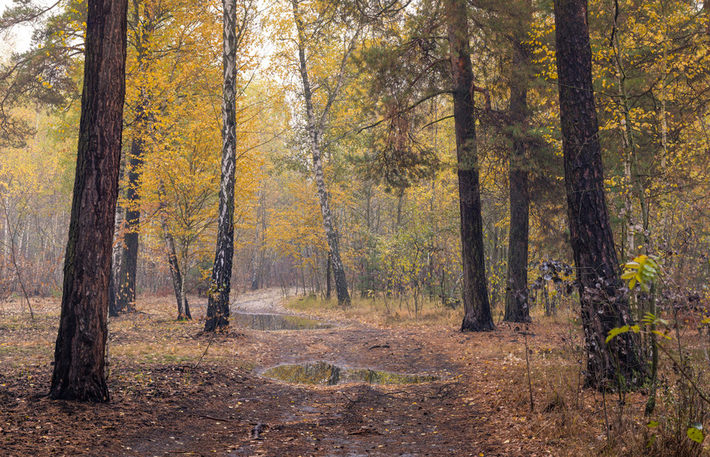 Фотографія Осенний лес после дождя стоит умытый и красивый / Галанзовская Оксана / photographers.ua