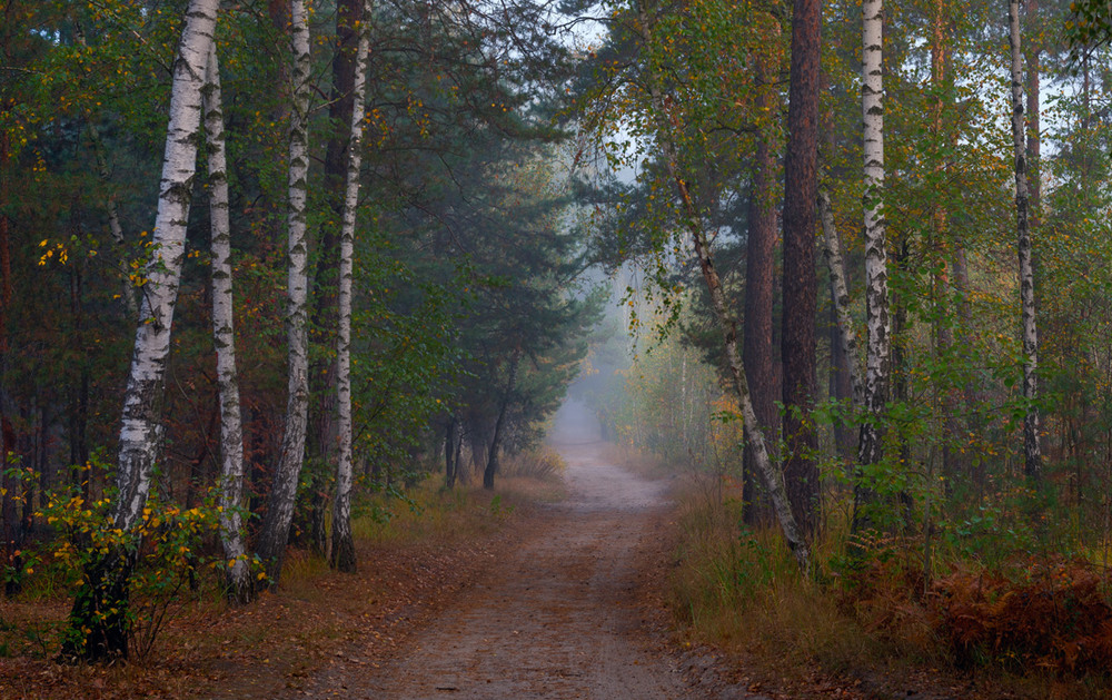 Фотографія Осенние тропы лесные / Галанзовская Оксана / photographers.ua